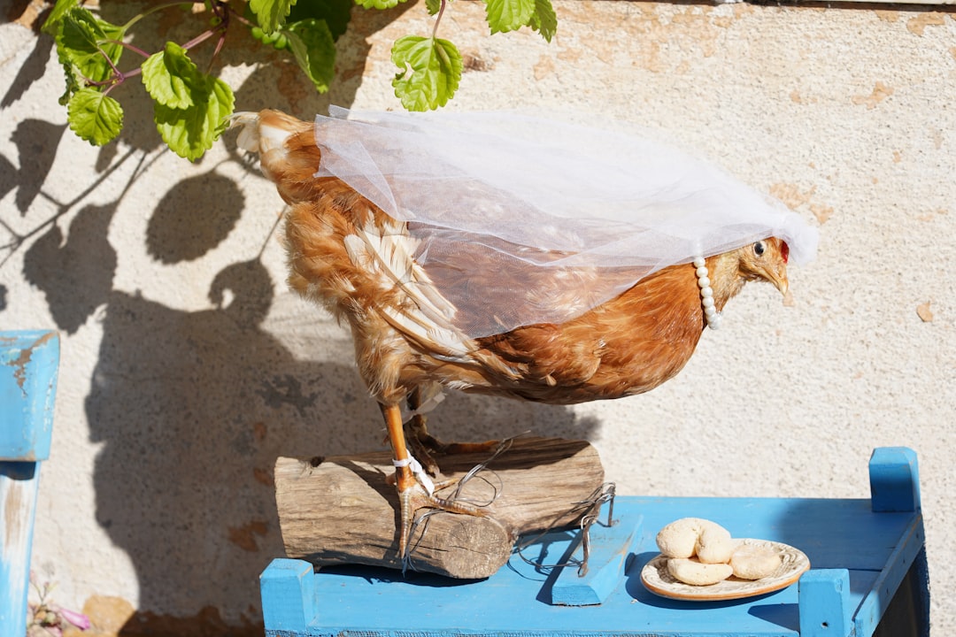 Ayam Bakar Ammar Bumi Indah