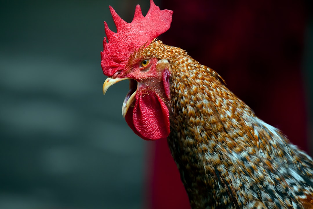 Ayam Bakar Pak Gembus