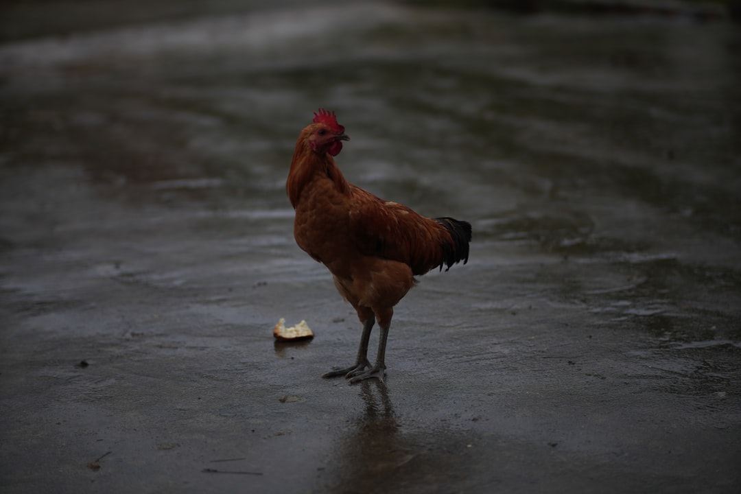 Rahasia Ayam Goreng Terdekat ala Resto Maksimal Kriuk Anti Gagal