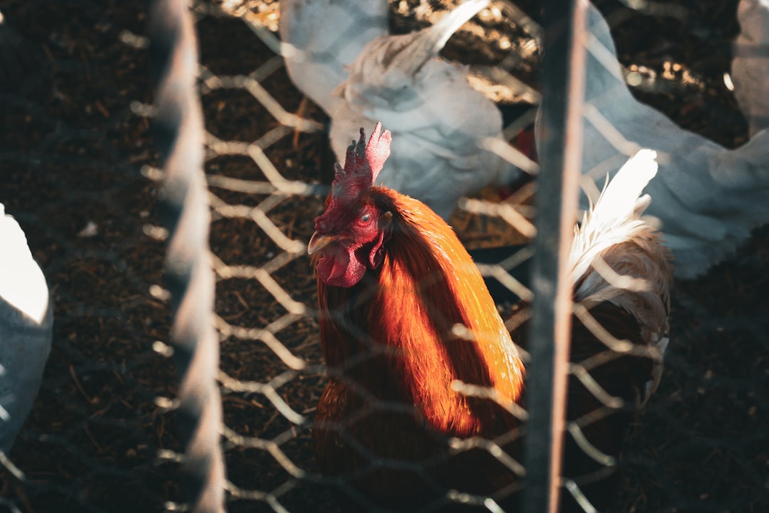 Rahasia Ayam Serundeng Lengkuas Anti Gagal Ala Resto
