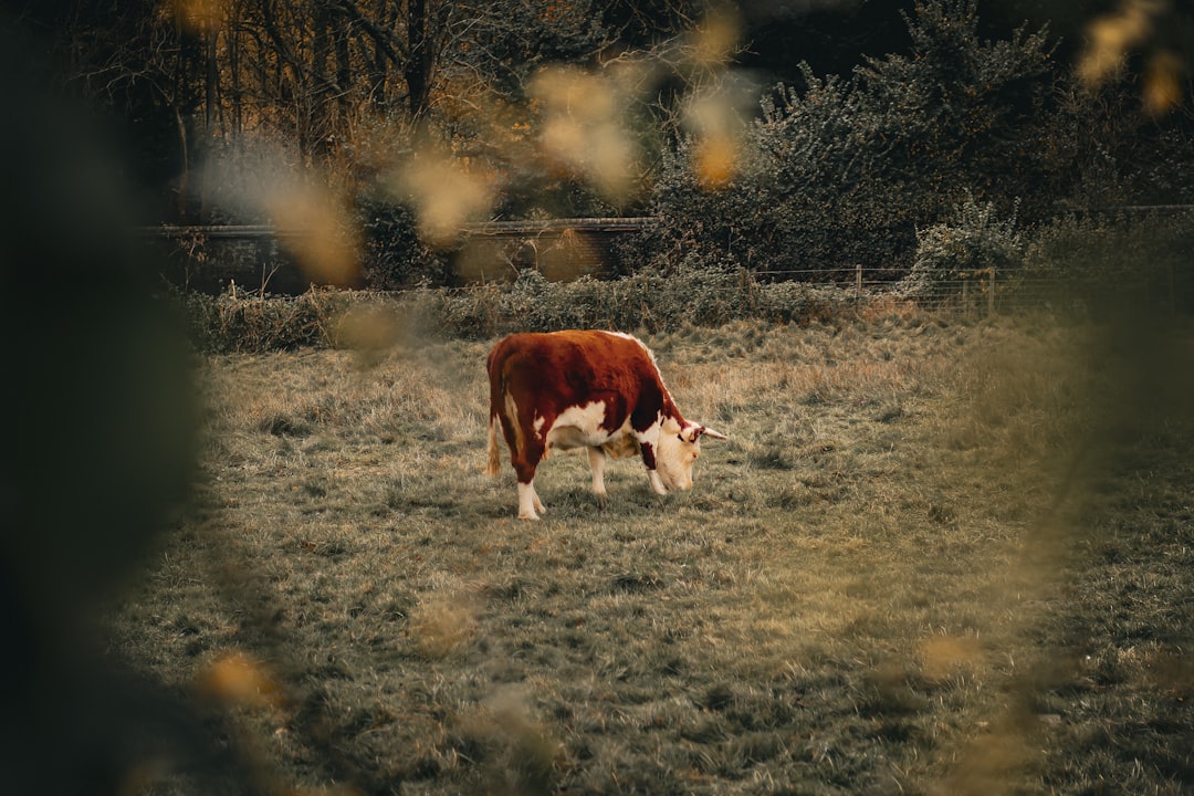 Sop Iga Sapi Kacang Merah